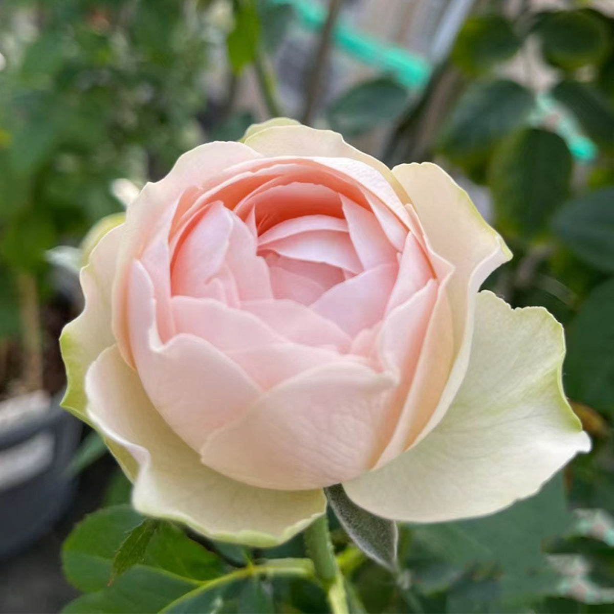 Dutch Florist Shrub Rose Inspired by Unforgettable
