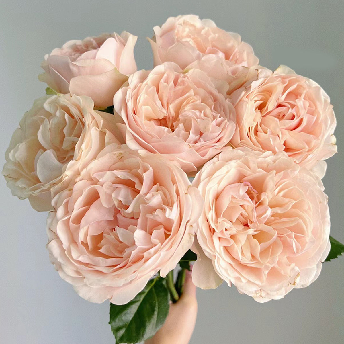 Dutch Florist Shrub Rose Inspired by Unforgettable