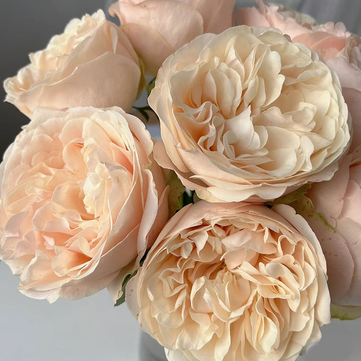 Dutch Florist Shrub Rose Inspired by Unforgettable
