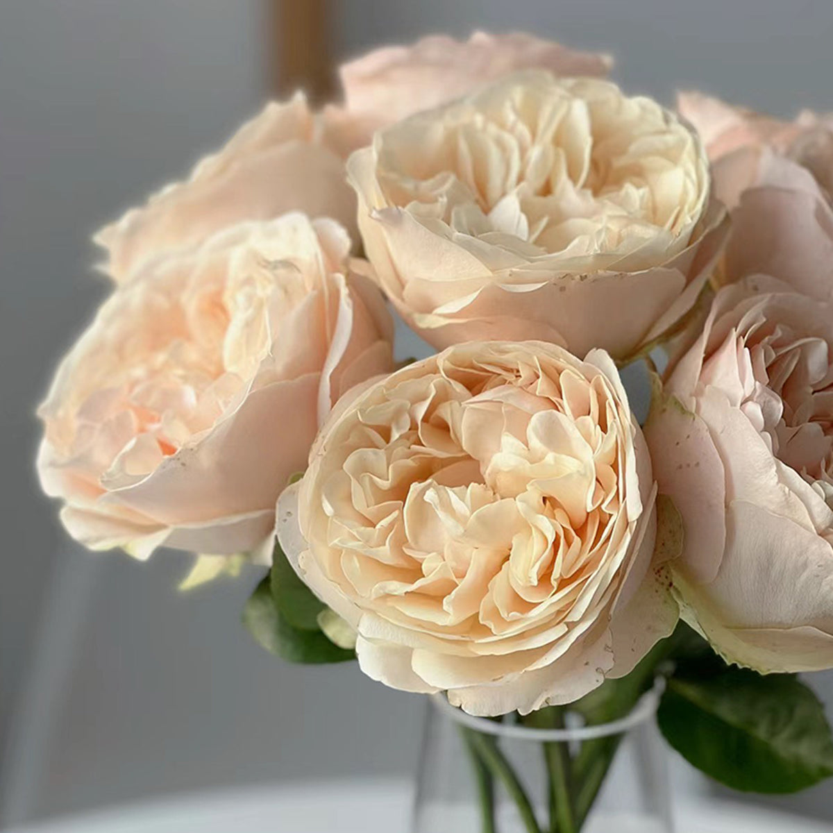 Dutch Florist Shrub Rose Inspired by Unforgettable