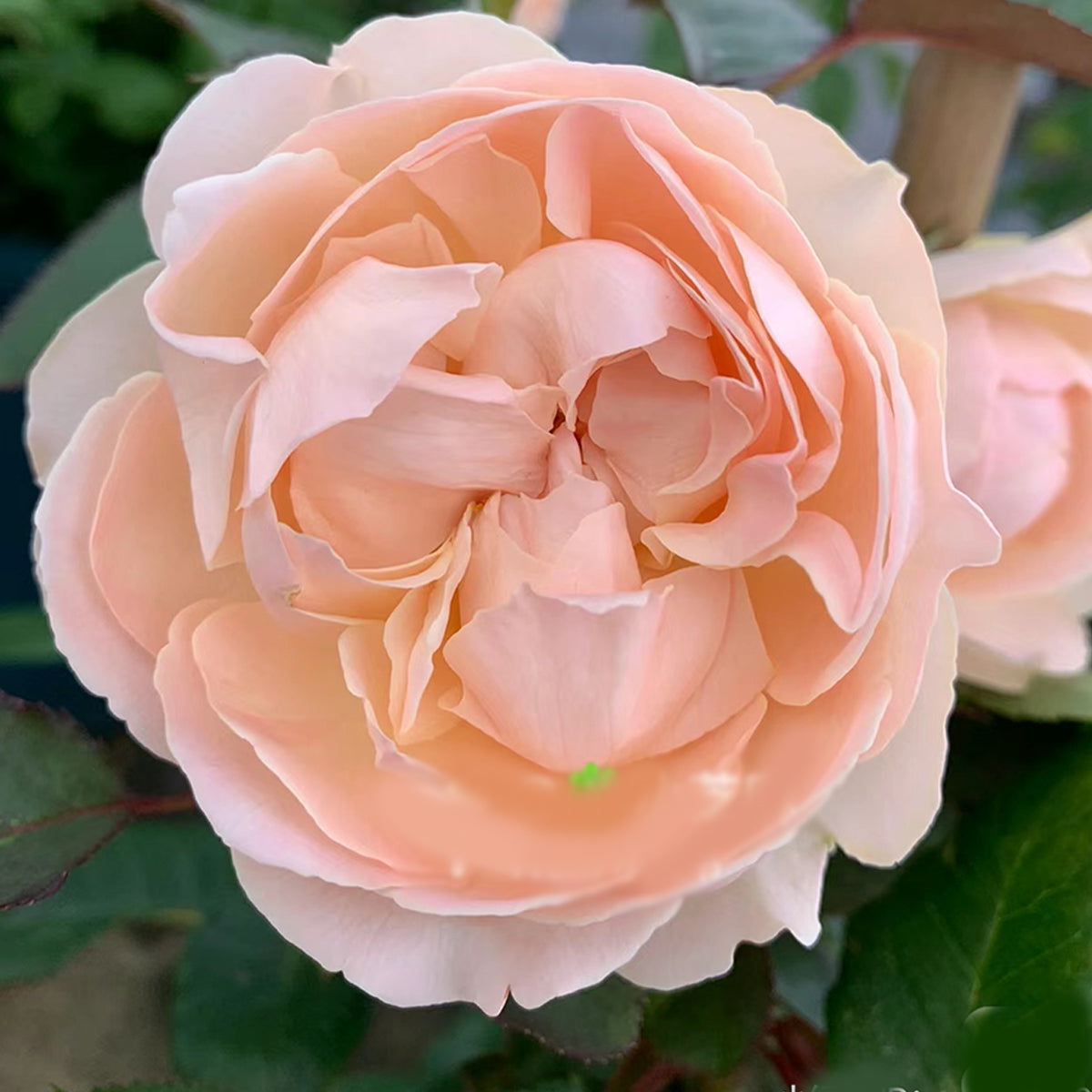Dutch Florist Shrub Rose Inspired by Unforgettable