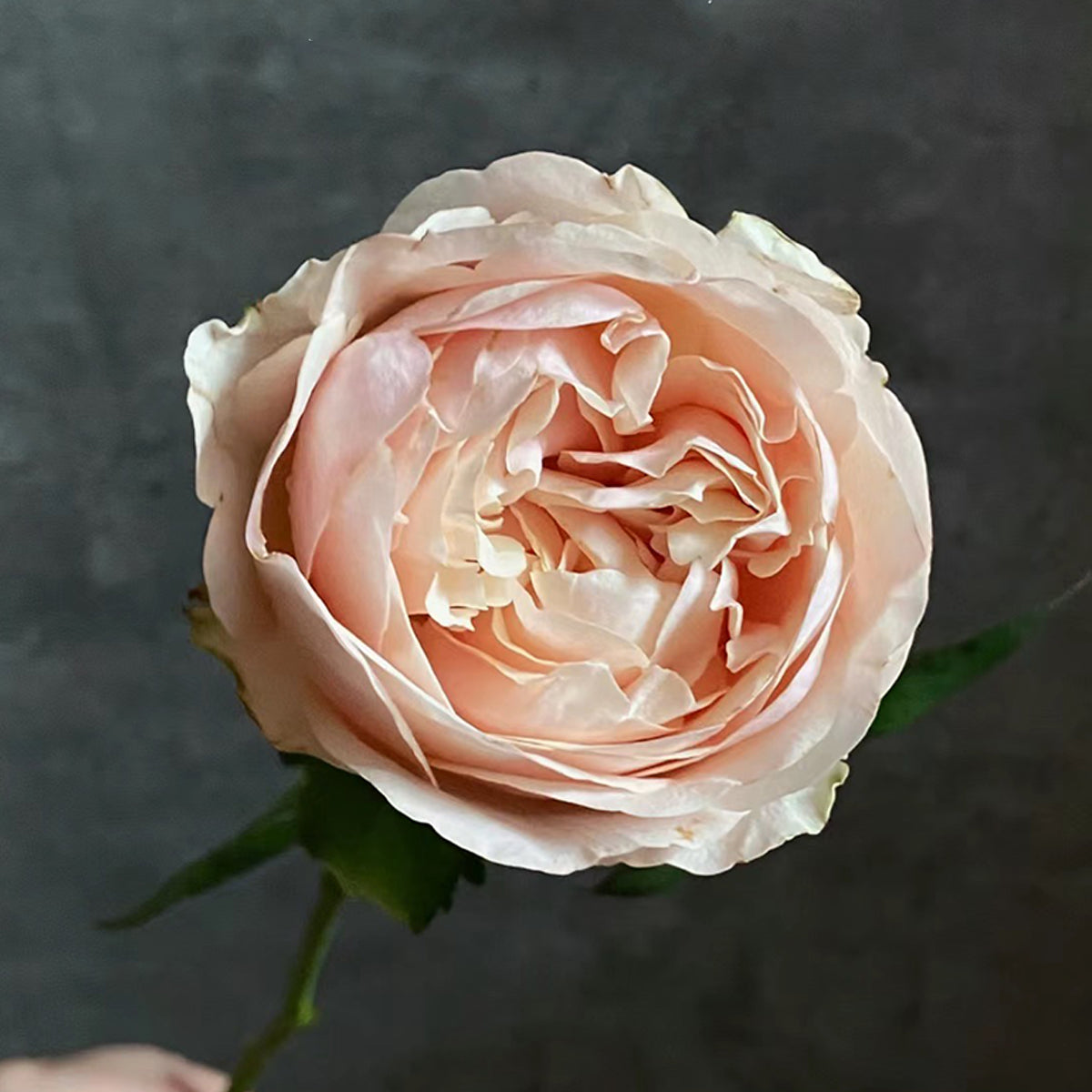 Dutch Florist Shrub Rose Inspired by Unforgettable