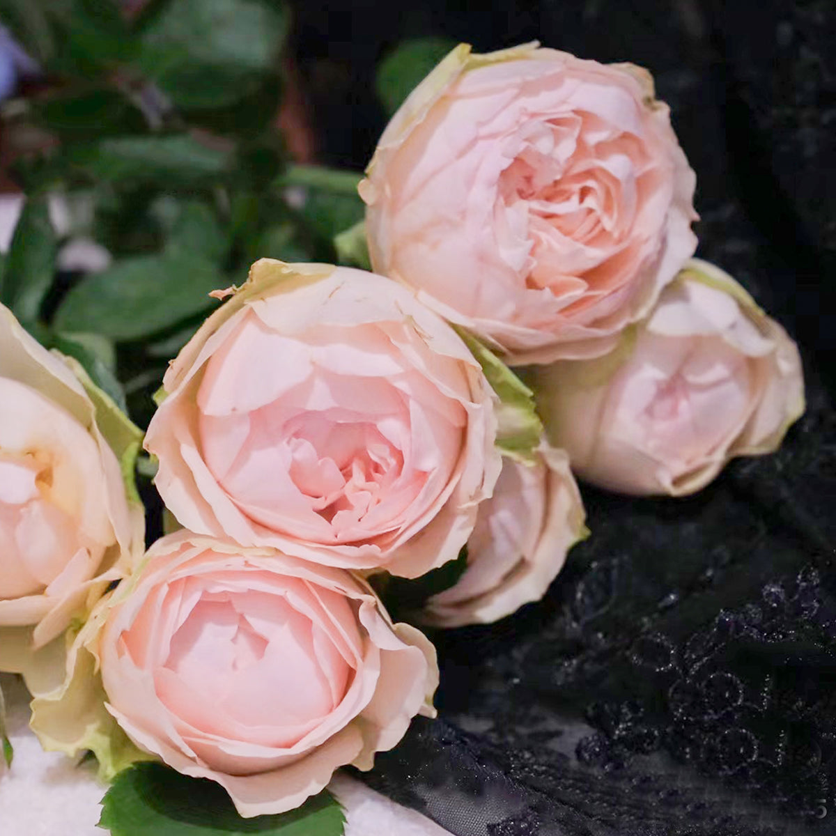 Dutch Florist Shrub Rose Inspired by Unforgettable