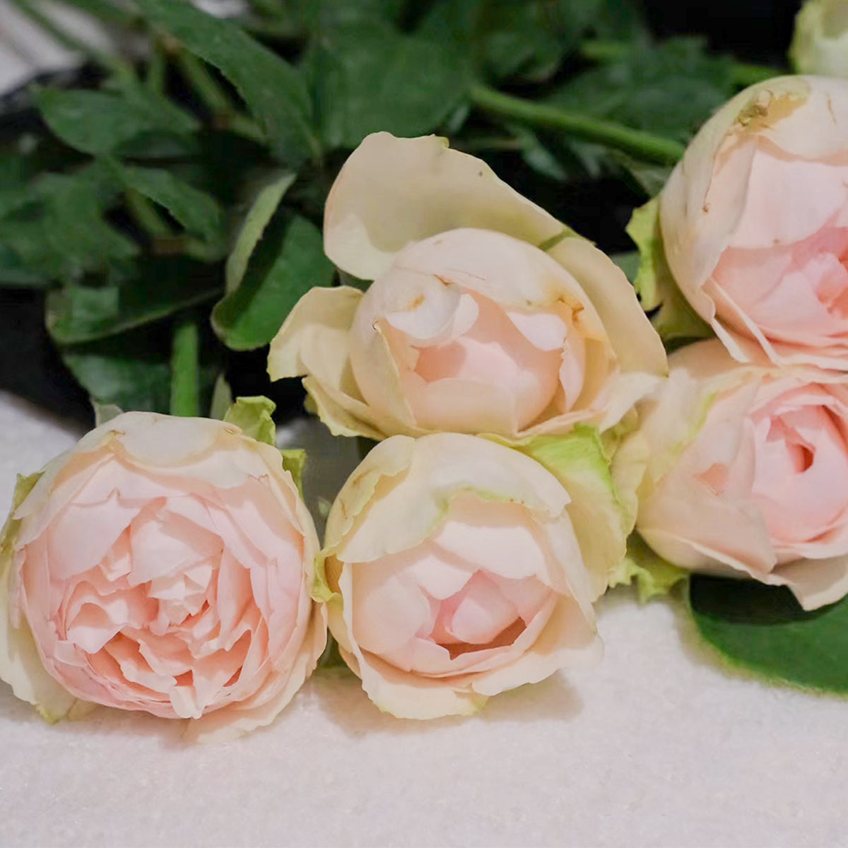 Dutch Florist Shrub Rose Inspired by Unforgettable