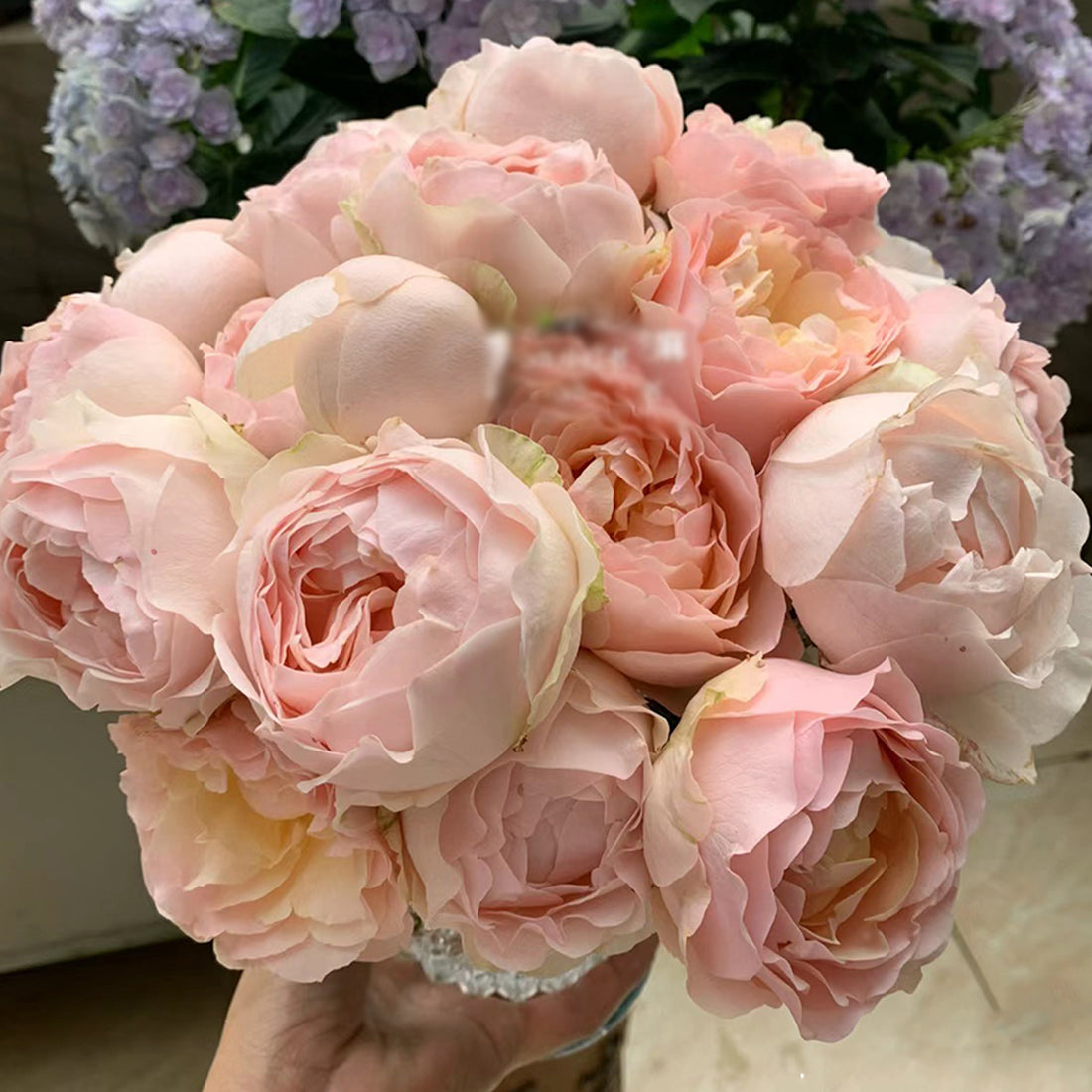 Dutch Florist Shrub Rose Inspired by Unforgettable