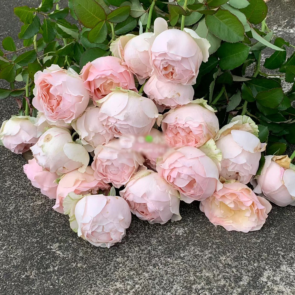 Dutch Florist Shrub Rose Inspired by Unforgettable