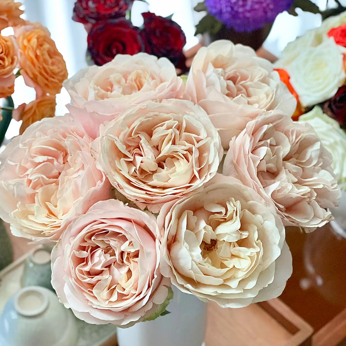 Dutch Florist Shrub Rose Inspired by Unforgettable