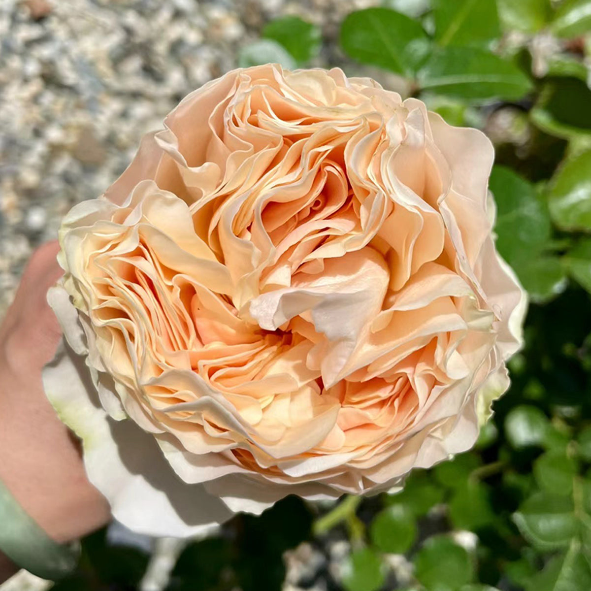 Dutch Florist Shrub Rose Inspired by Unforgettable