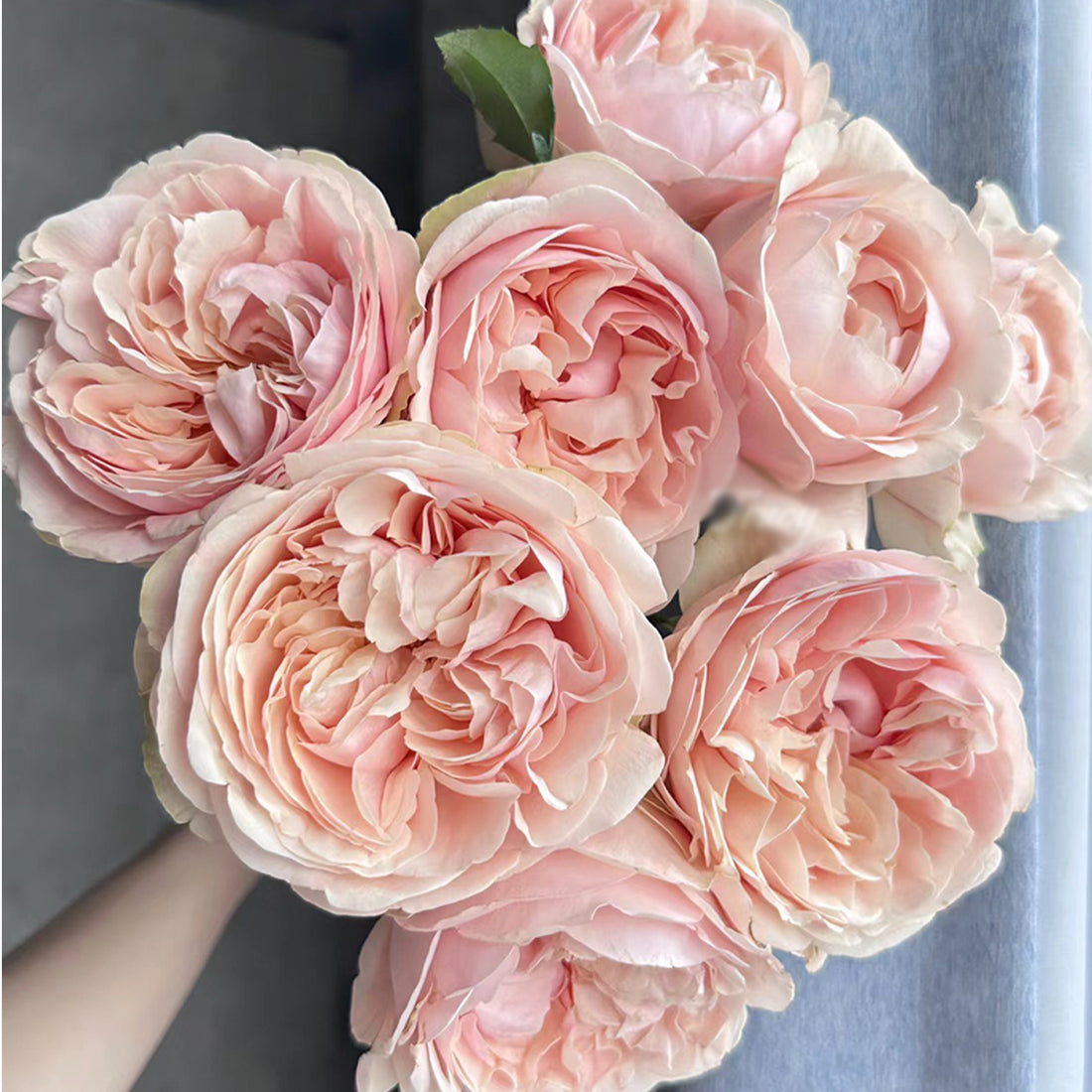 Dutch Florist Shrub Rose Inspired by Unforgettable