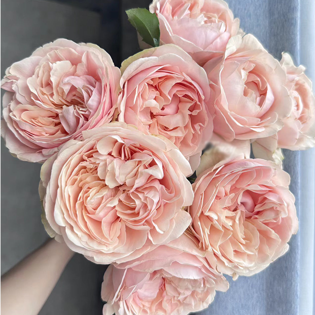 Dutch Florist Shrub Rose Inspired by Unforgettable