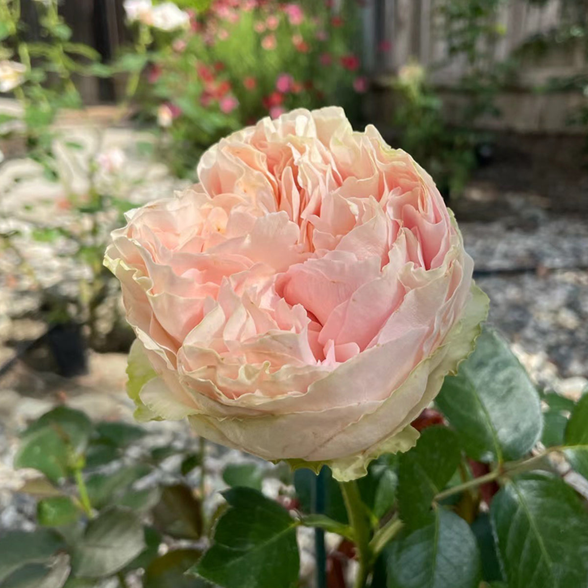 Dutch Florist Shrub Rose Inspired by Unforgettable