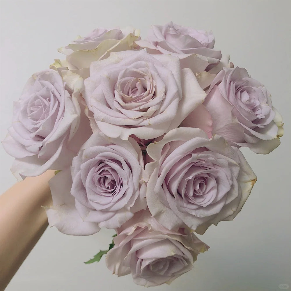 Dutch Florist Shrub Rose Inspired by Vanquish