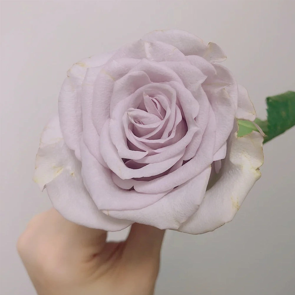 Dutch Florist Shrub Rose Inspired by Vanquish