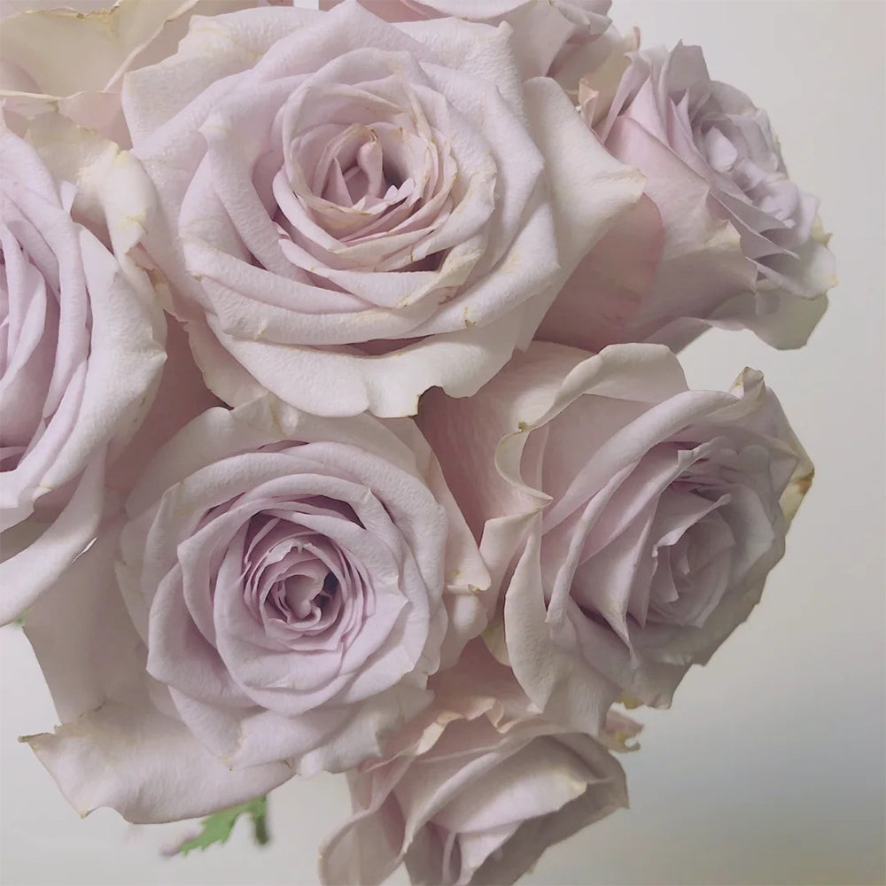 Dutch Florist Shrub Rose Inspired by Vanquish