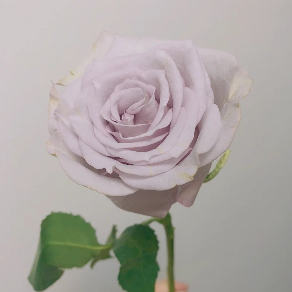 Dutch Florist Shrub Rose Inspired by Vanquish