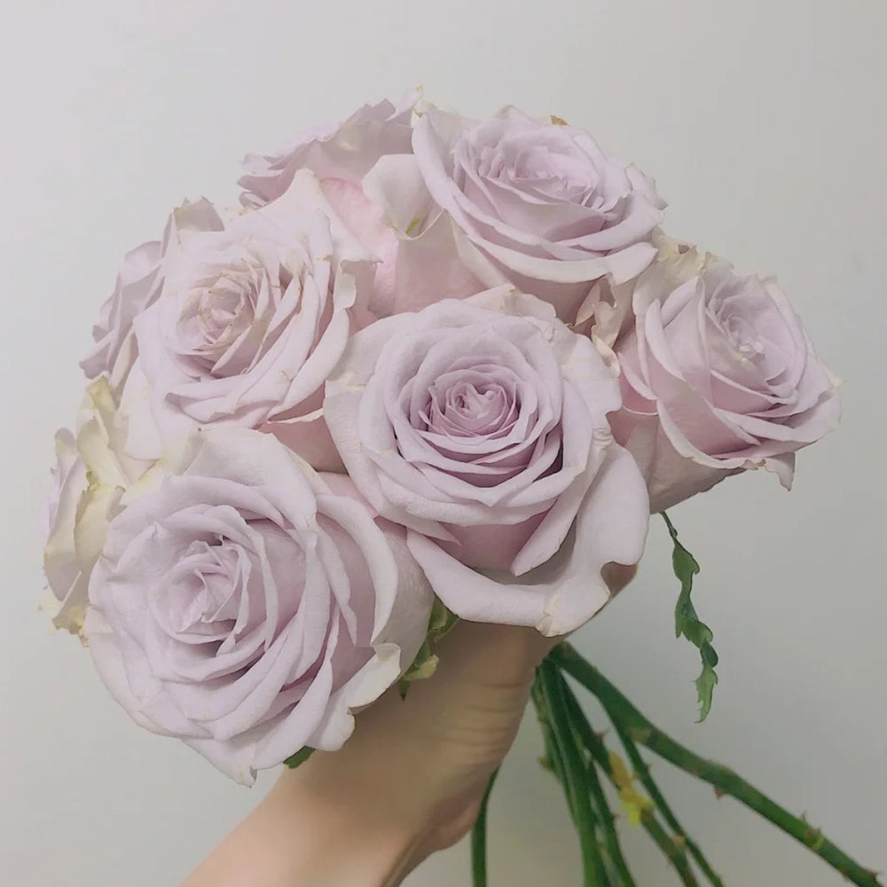 Dutch Florist Shrub Rose Inspired by Vanquish