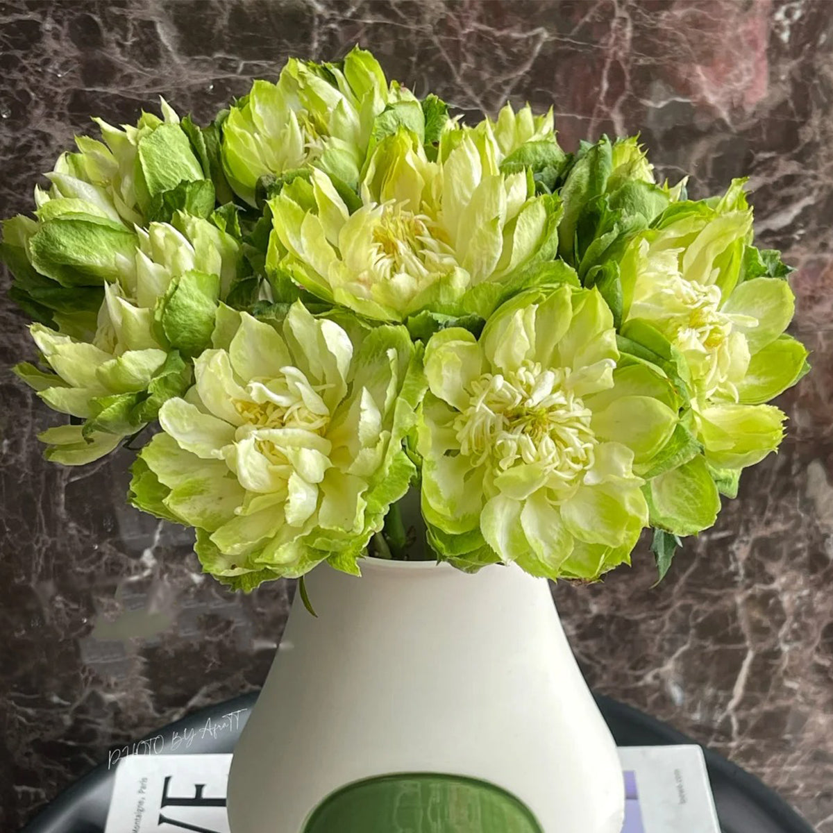 Dutch Florist Shrub Rose Inspired by Veggie
