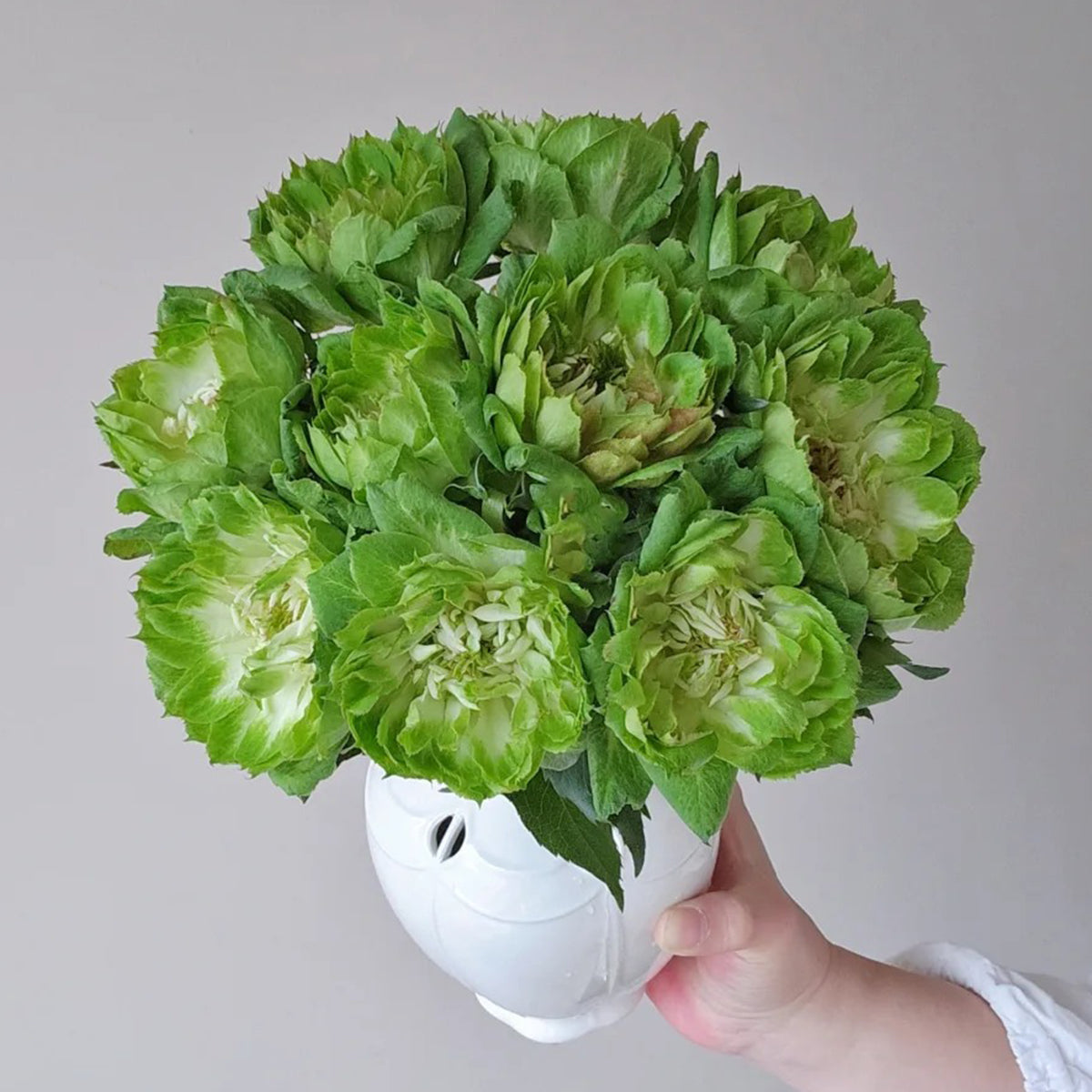 Dutch Florist Shrub Rose Inspired by Veggie