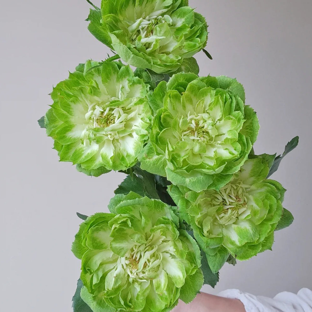 Dutch Florist Shrub Rose Inspired by Veggie