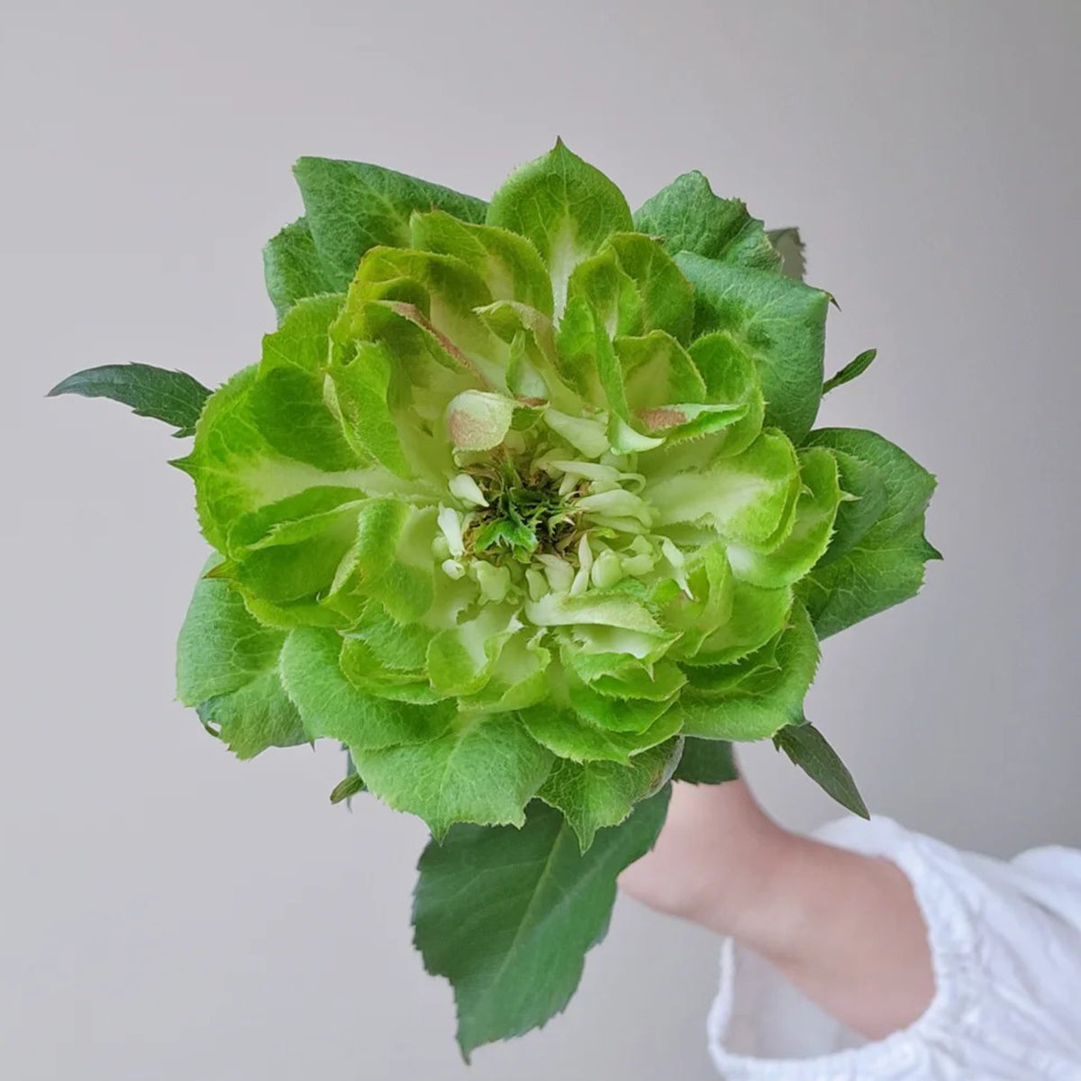 Dutch Florist Shrub Rose Inspired by Veggie