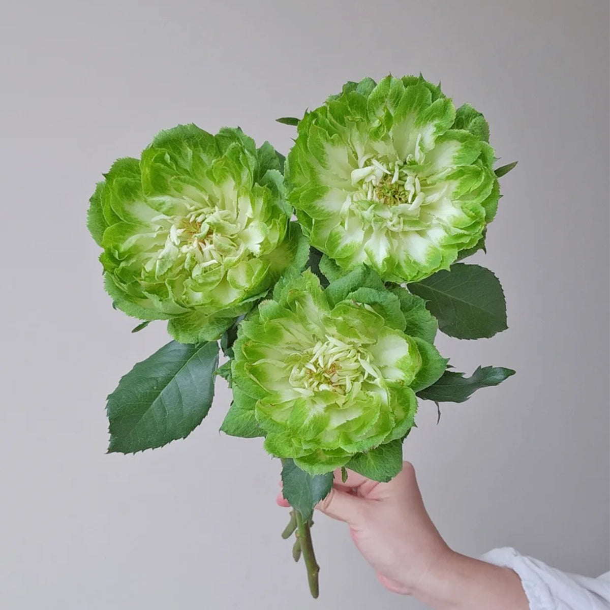Dutch Florist Shrub Rose Inspired by Veggie