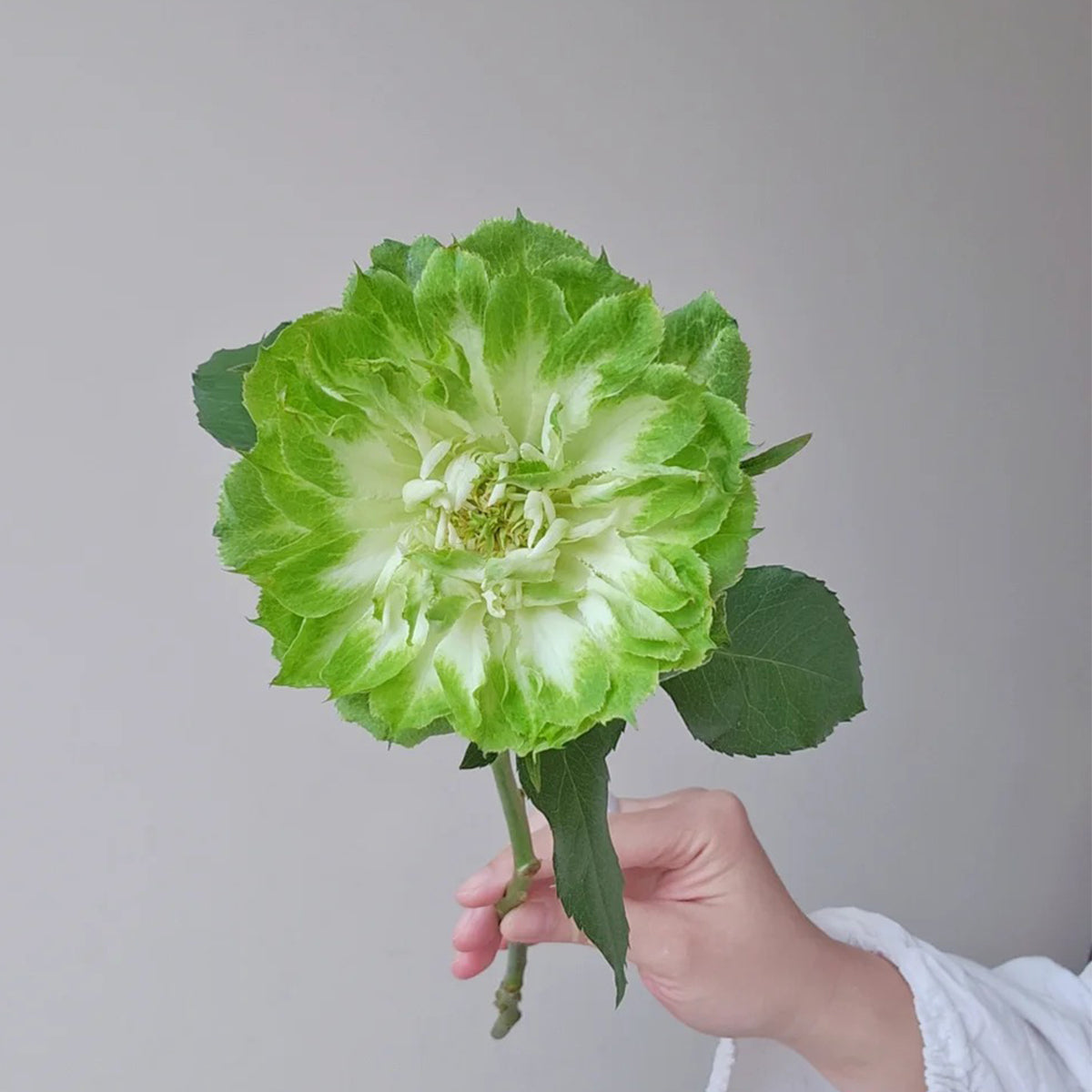 Dutch Florist Shrub Rose Inspired by Veggie