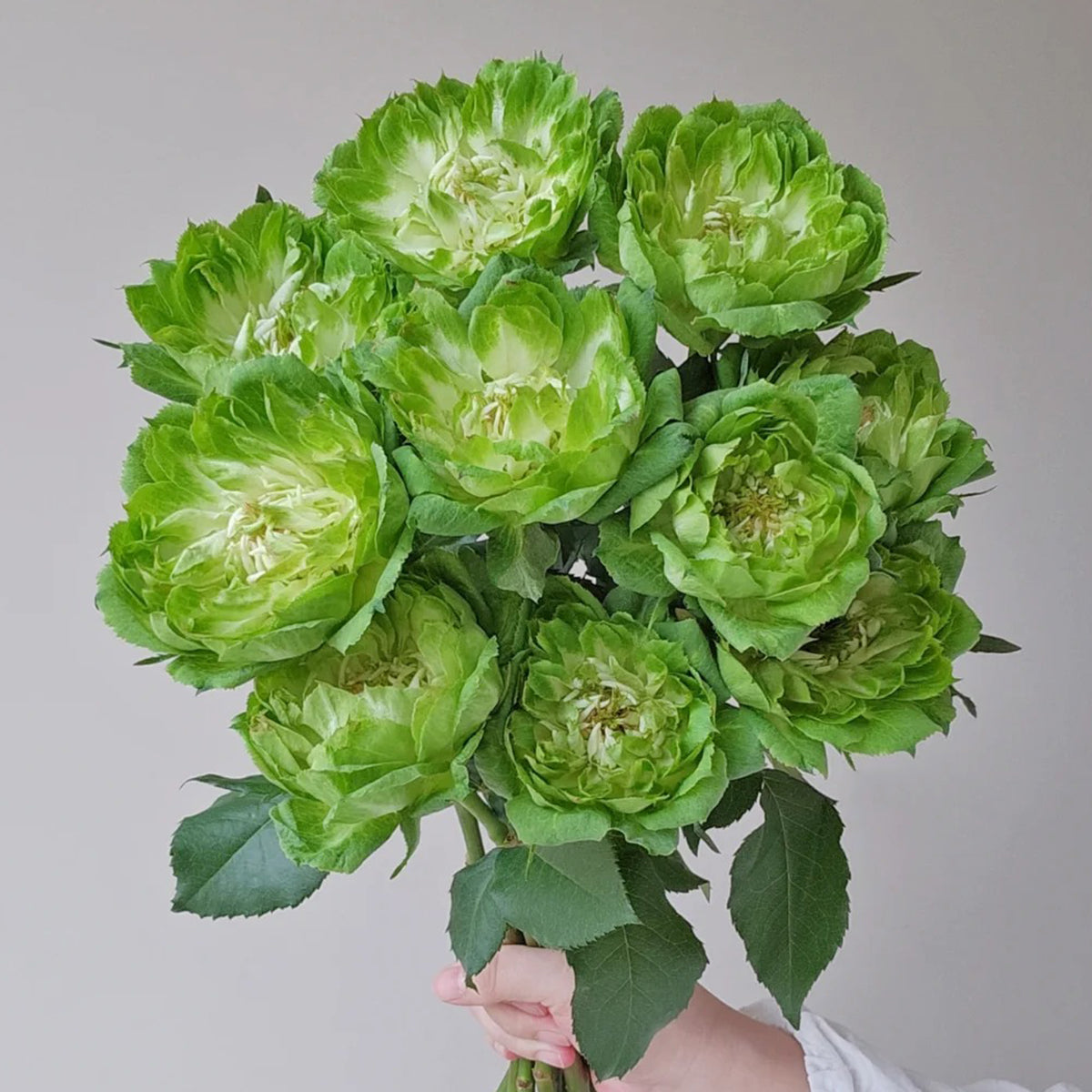 Dutch Florist Shrub Rose Inspired by Veggie