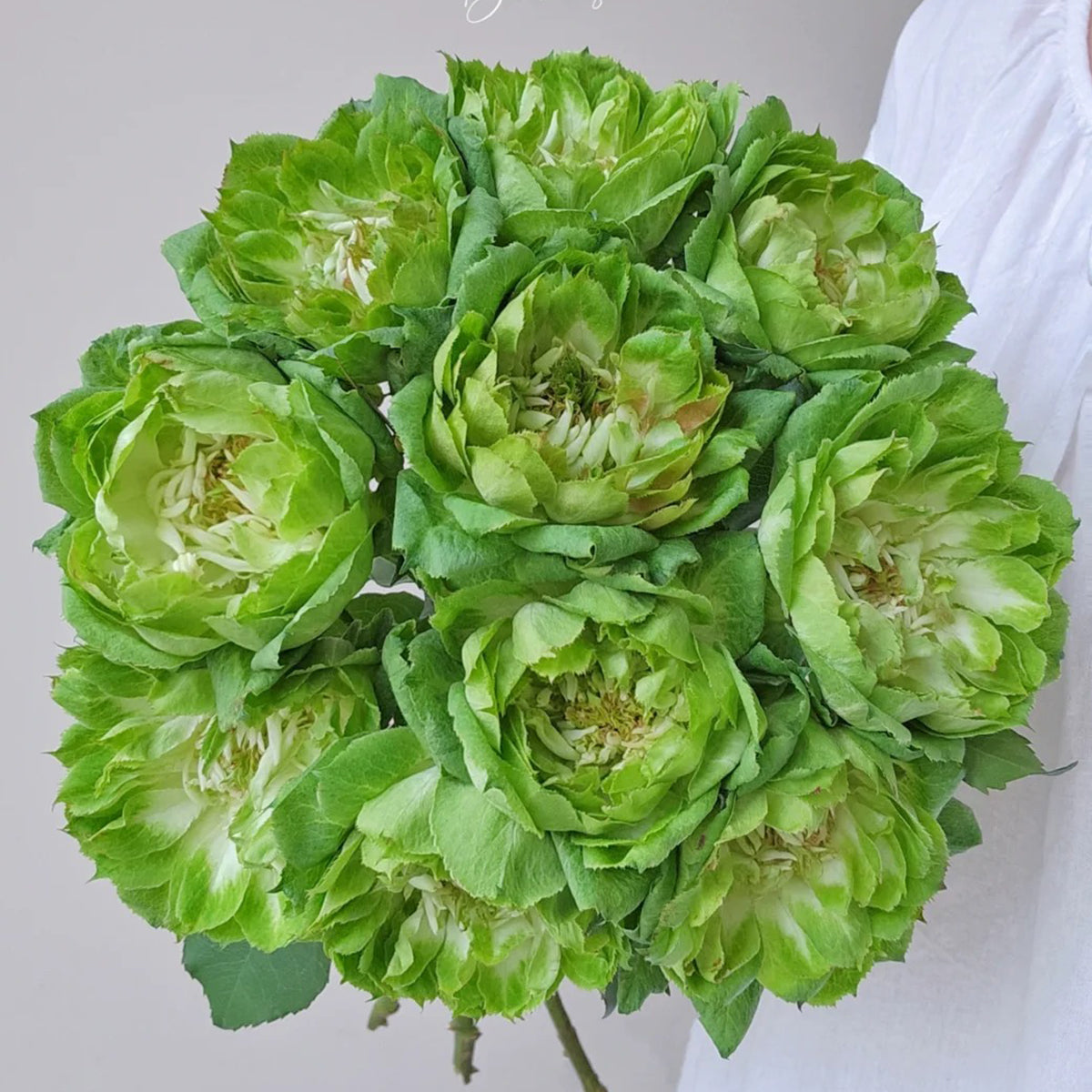 Dutch Florist Shrub Rose Inspired by Veggie
