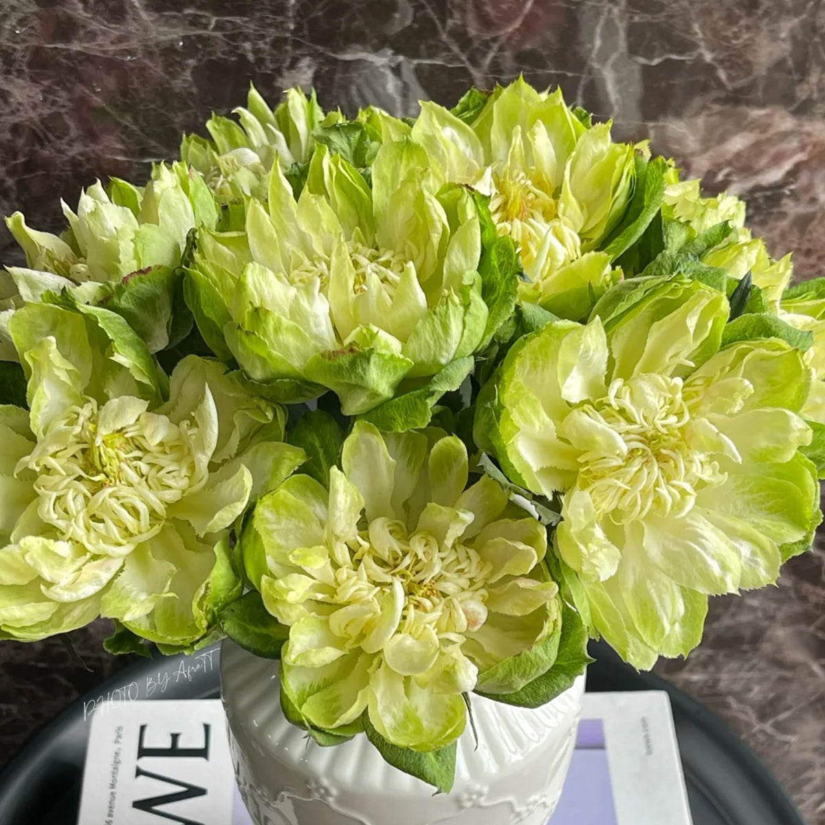 Dutch Florist Shrub Rose Inspired by Veggie