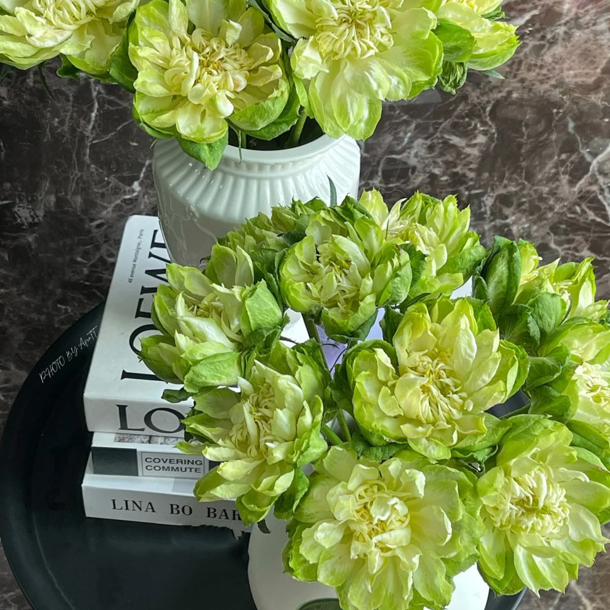 Dutch Florist Shrub Rose Inspired by Veggie