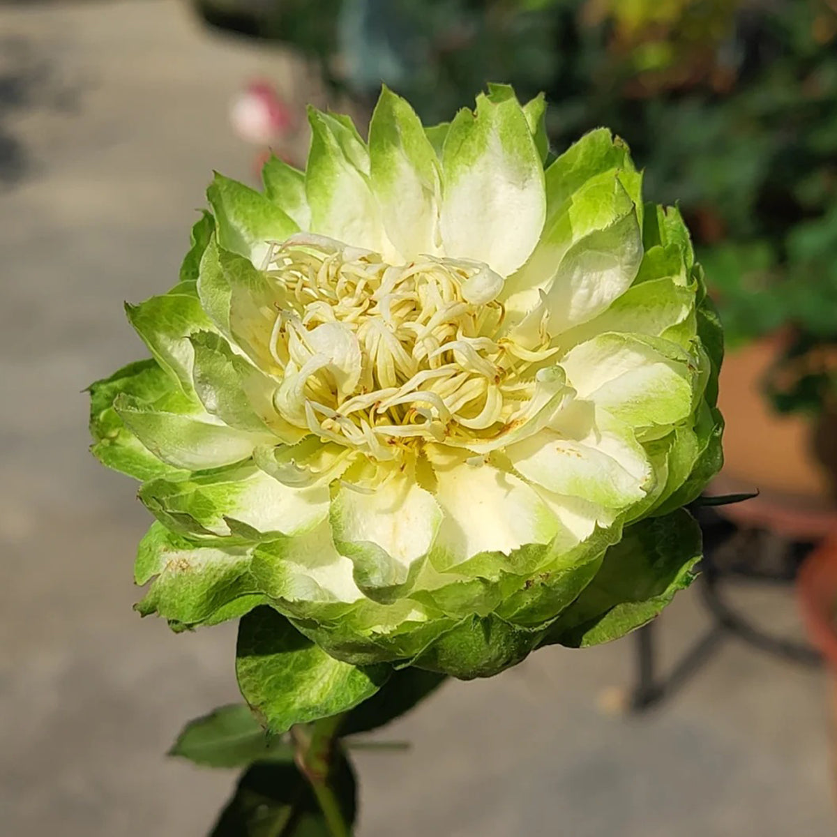 Dutch Florist Shrub Rose Inspired by Veggie
