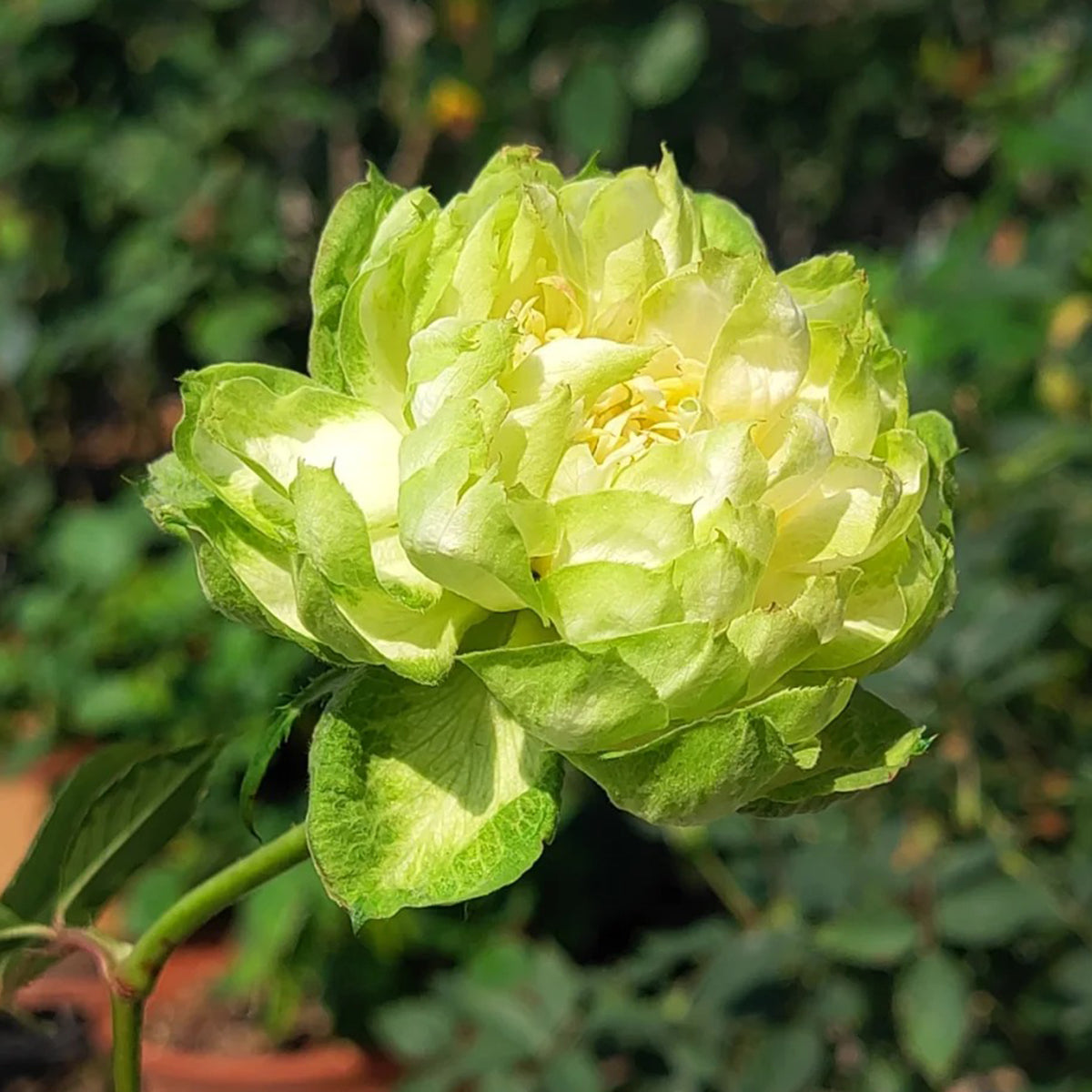 Dutch Florist Shrub Rose Inspired by Veggie
