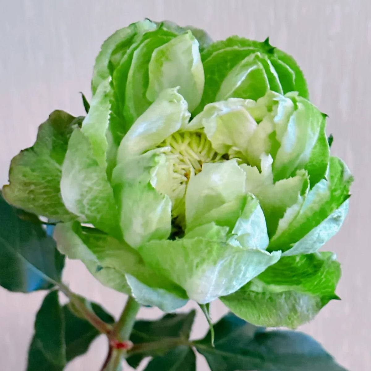 Dutch Florist Shrub Rose Inspired by Veggie