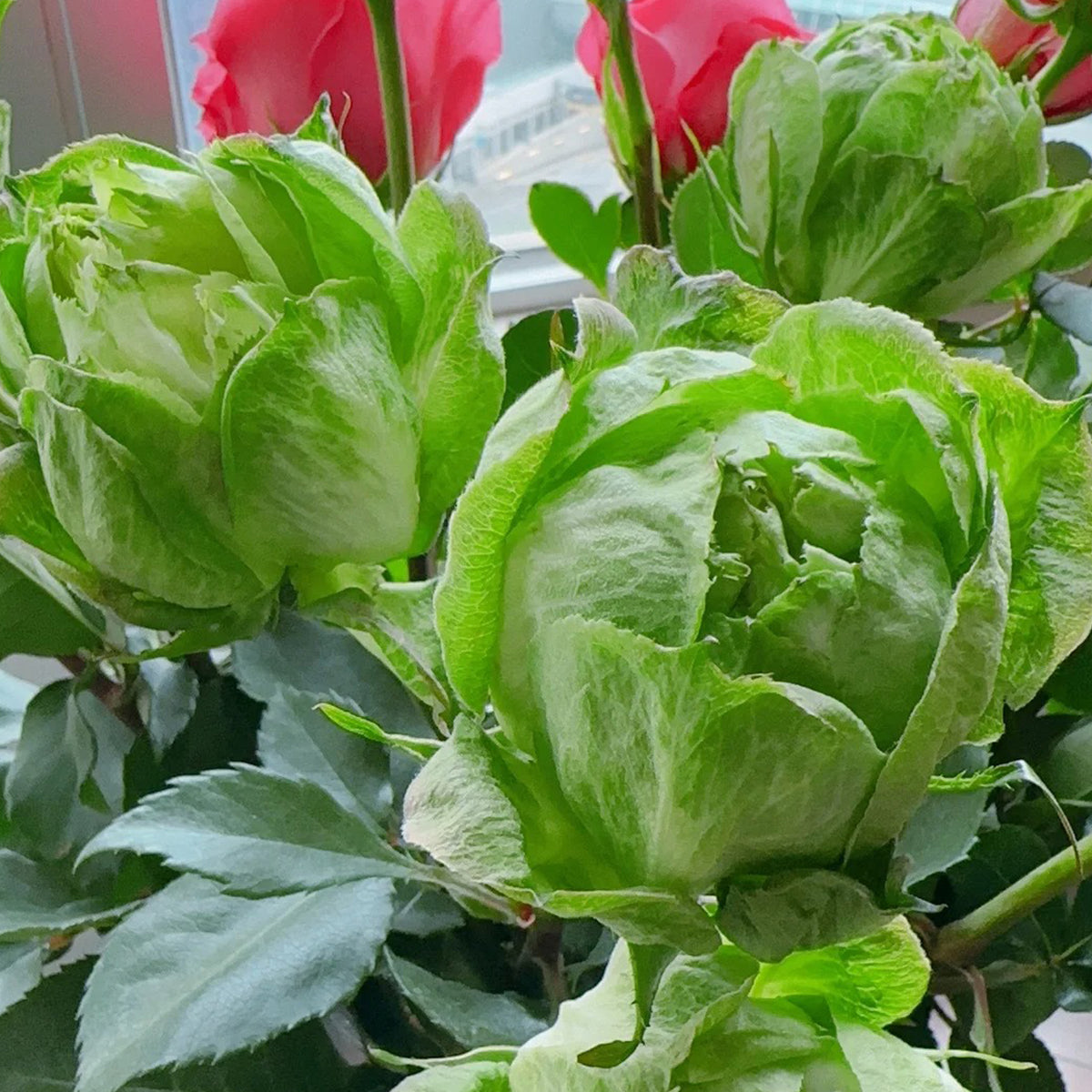 Dutch Florist Shrub Rose Inspired by Veggie