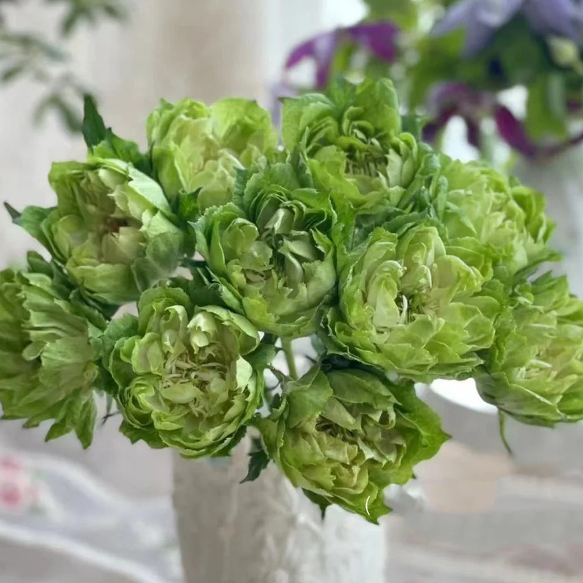 Dutch Florist Shrub Rose Inspired by Veggie