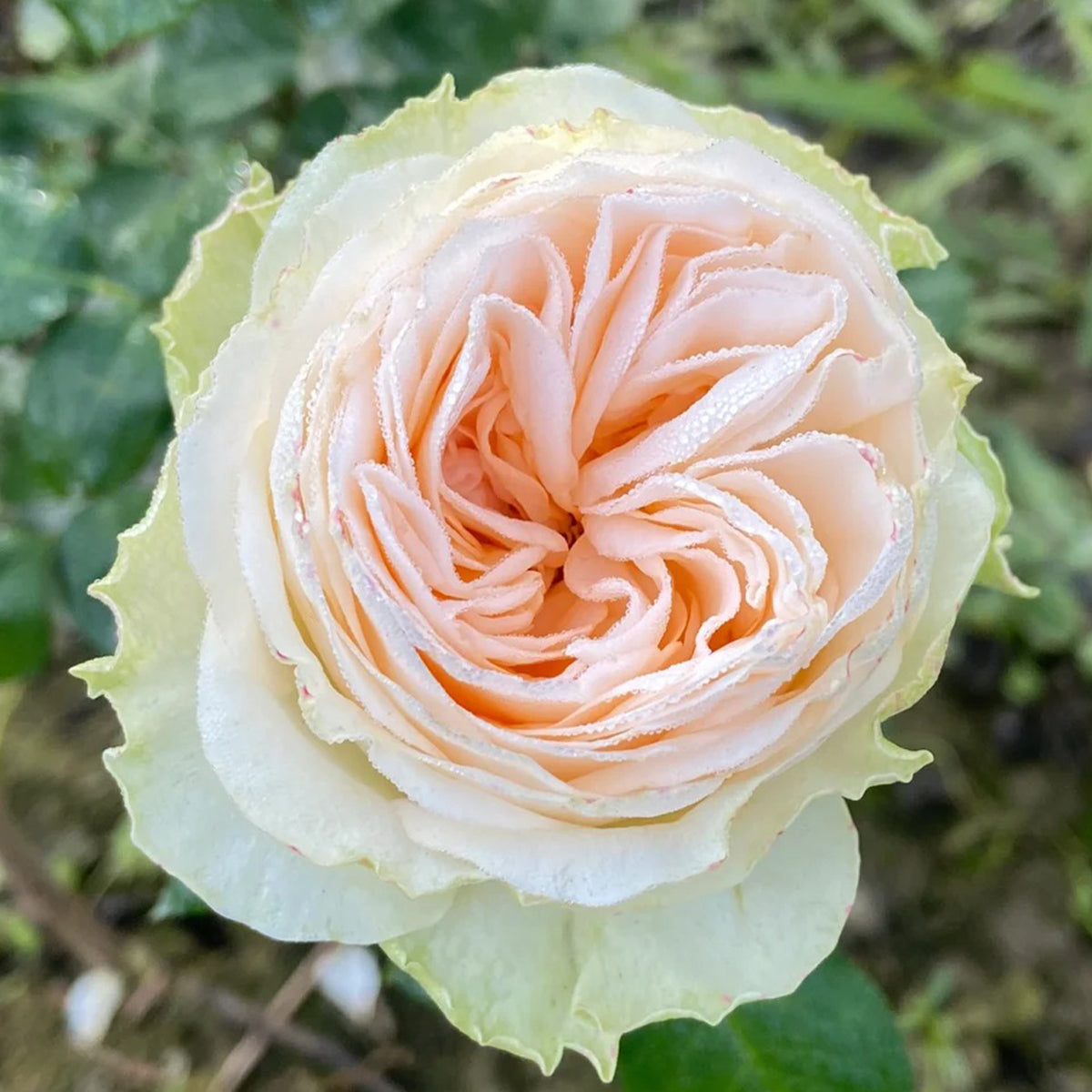 Verneige Japanese Florist Shrub Rose