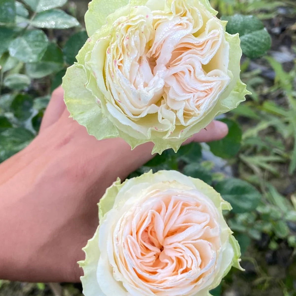 Verneige Japanese Florist Shrub Rose
