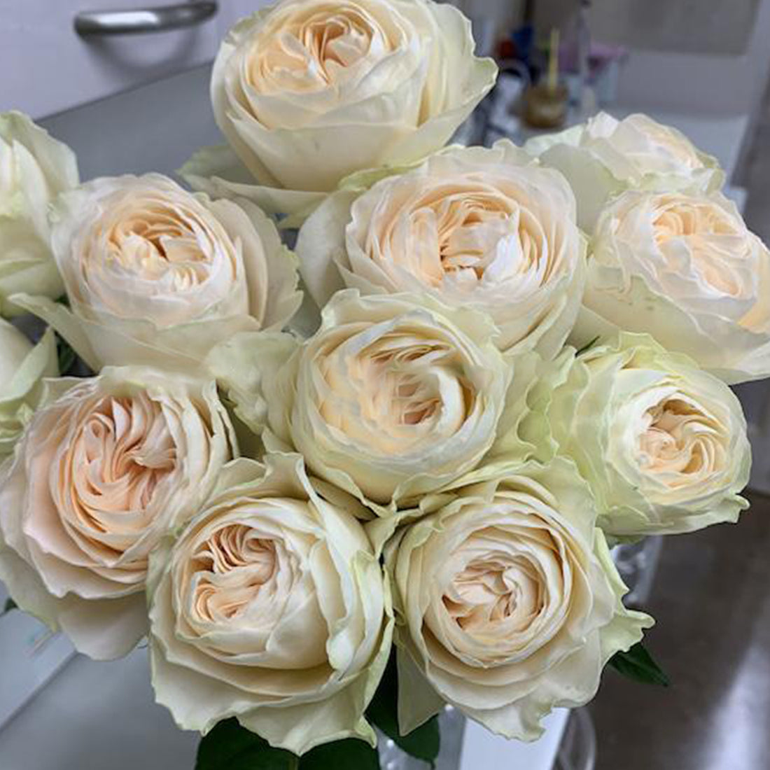 Verneige Japanese Florist Shrub Rose