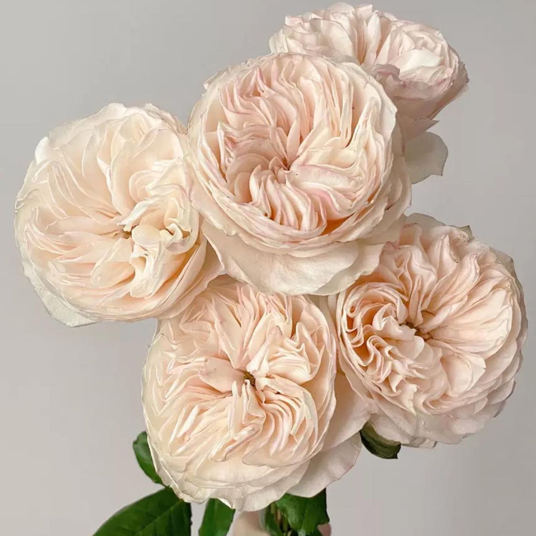 Verneige Japanese Florist Shrub Rose