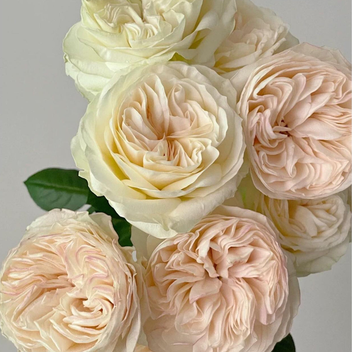 Verneige Japanese Florist Shrub Rose