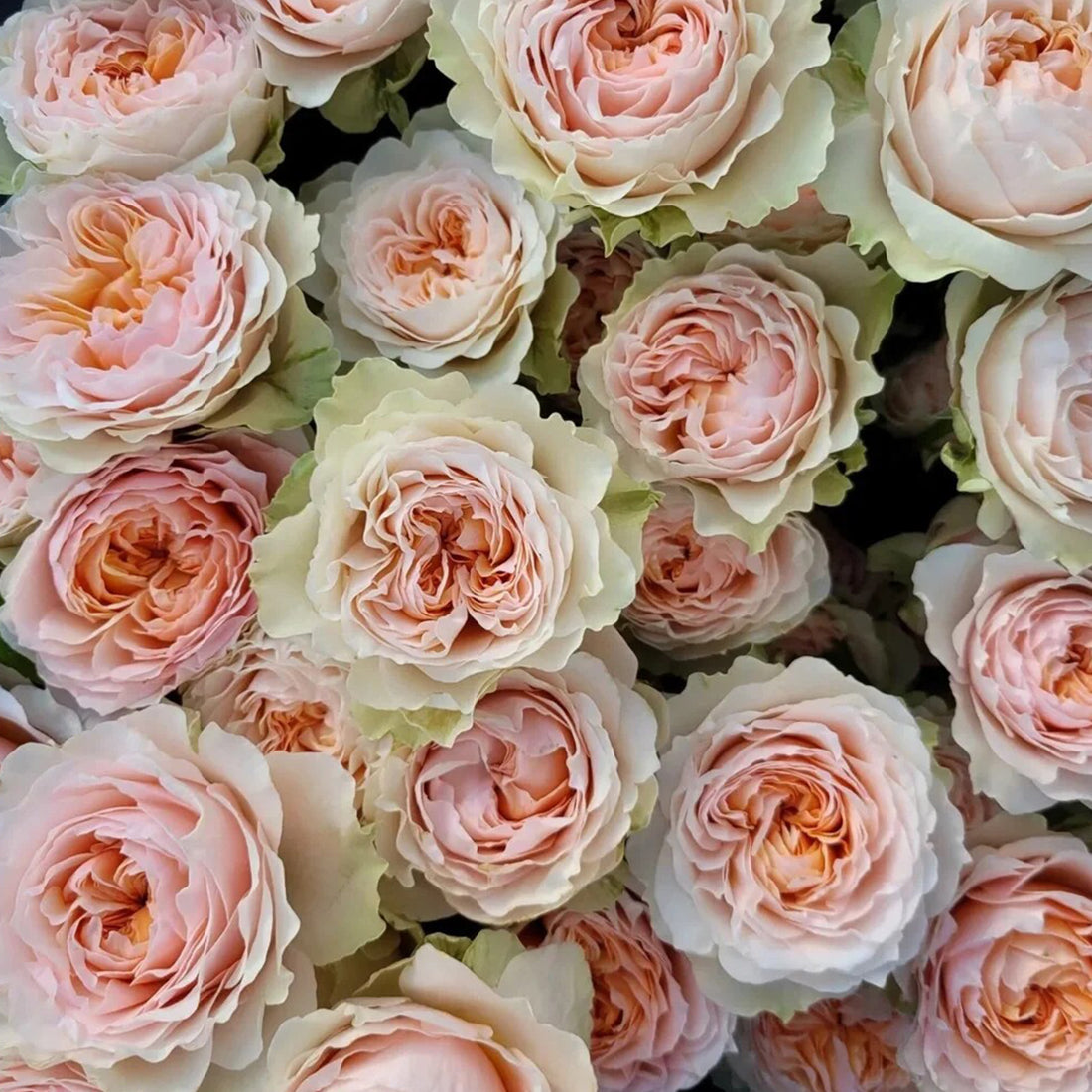 Victorian Bride German Florist Shrub Rose