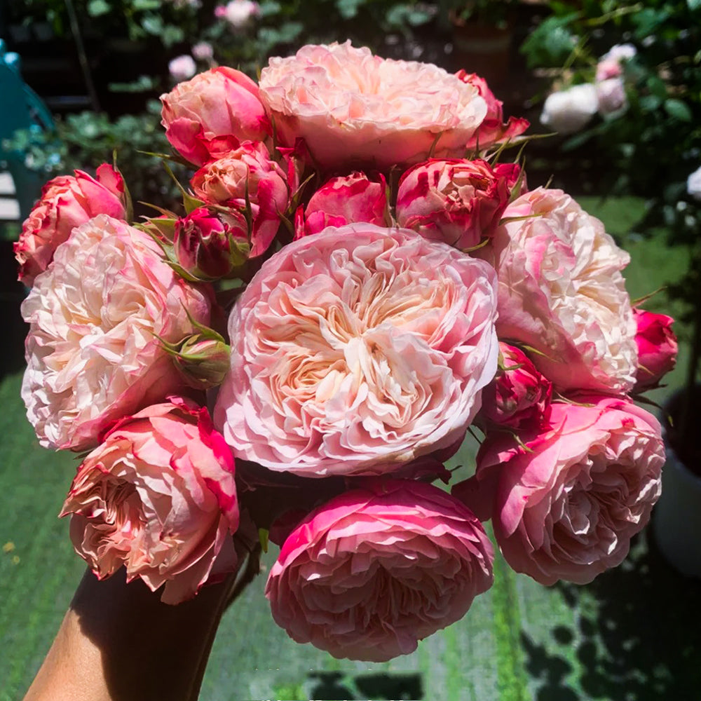 Victorian Classic Dutch Florist Shrub Rose
