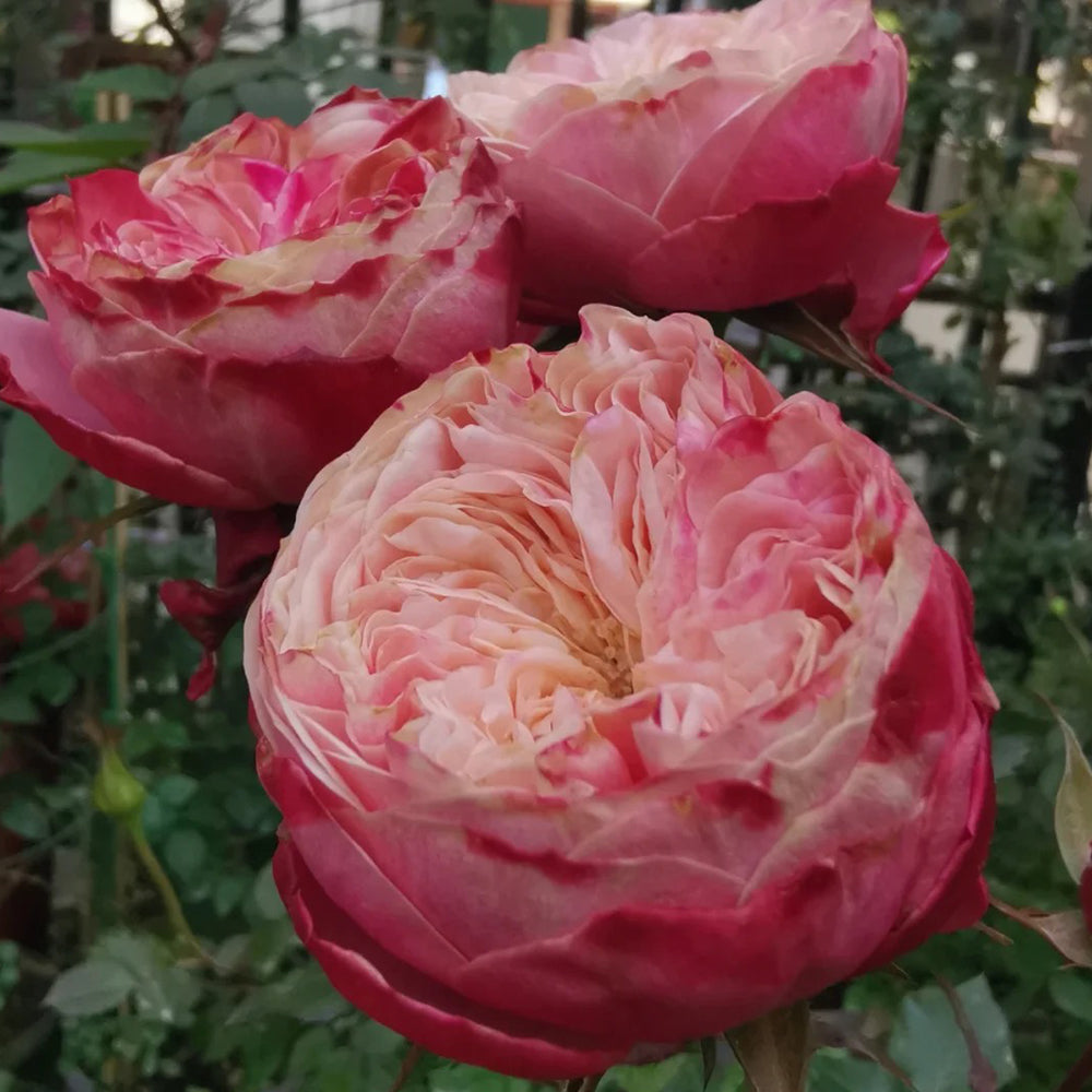 Victorian Classic Dutch Florist Shrub Rose