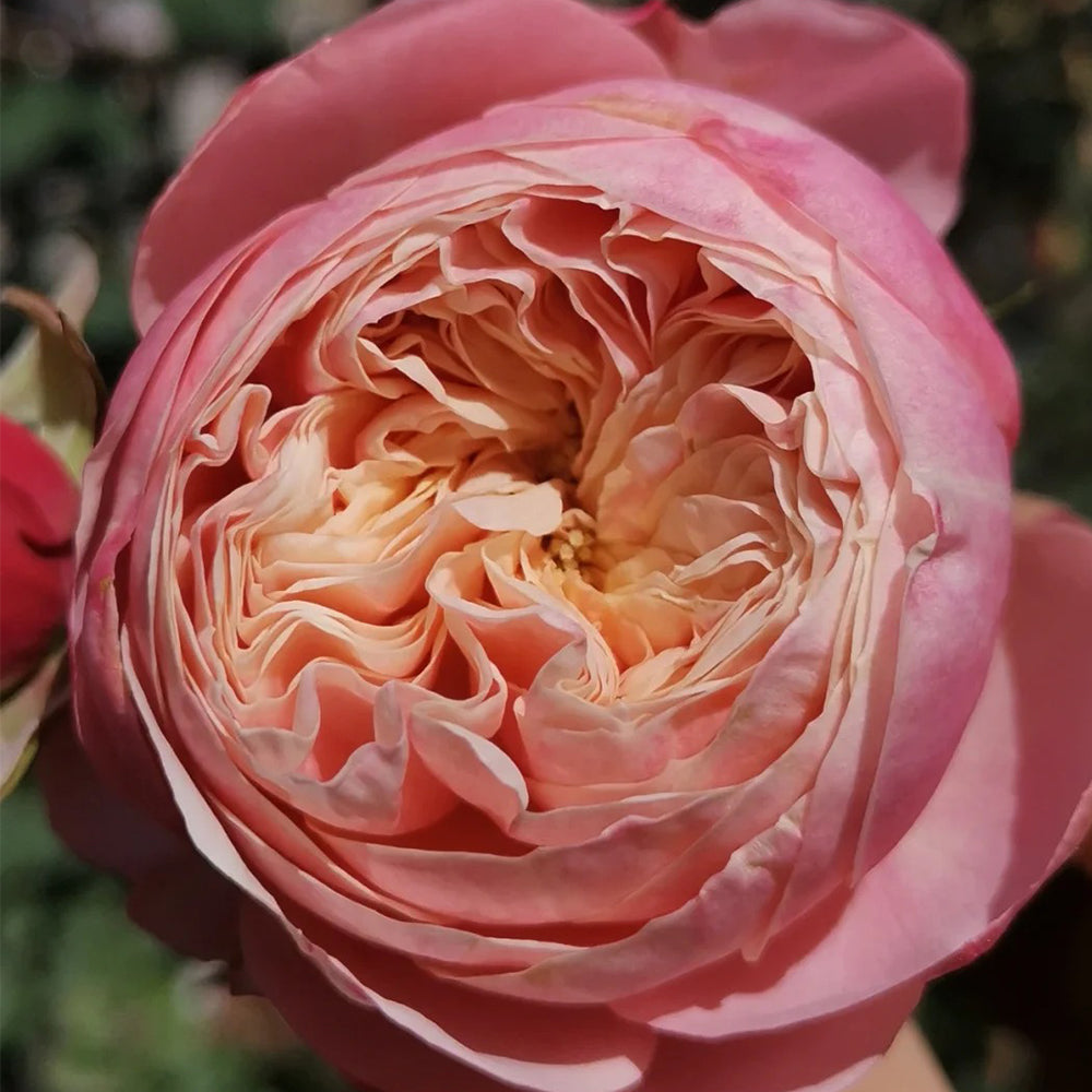 Victorian Classic Dutch Florist Shrub Rose