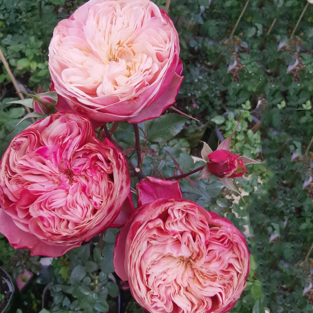 Victorian Classic Dutch Florist Shrub Rose