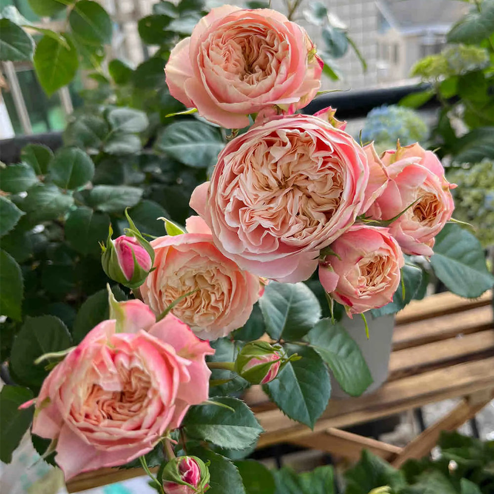 Victorian Classic Dutch Florist Shrub Rose