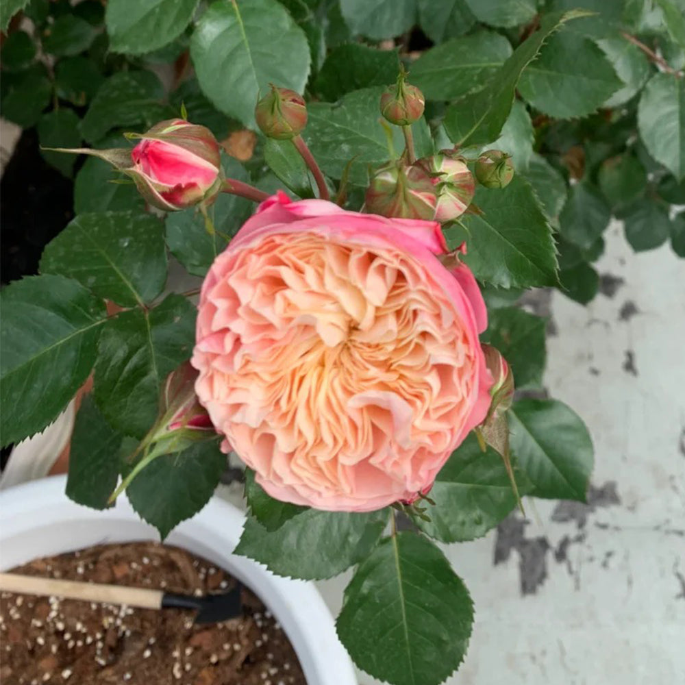 Victorian Classic Dutch Florist Shrub Rose