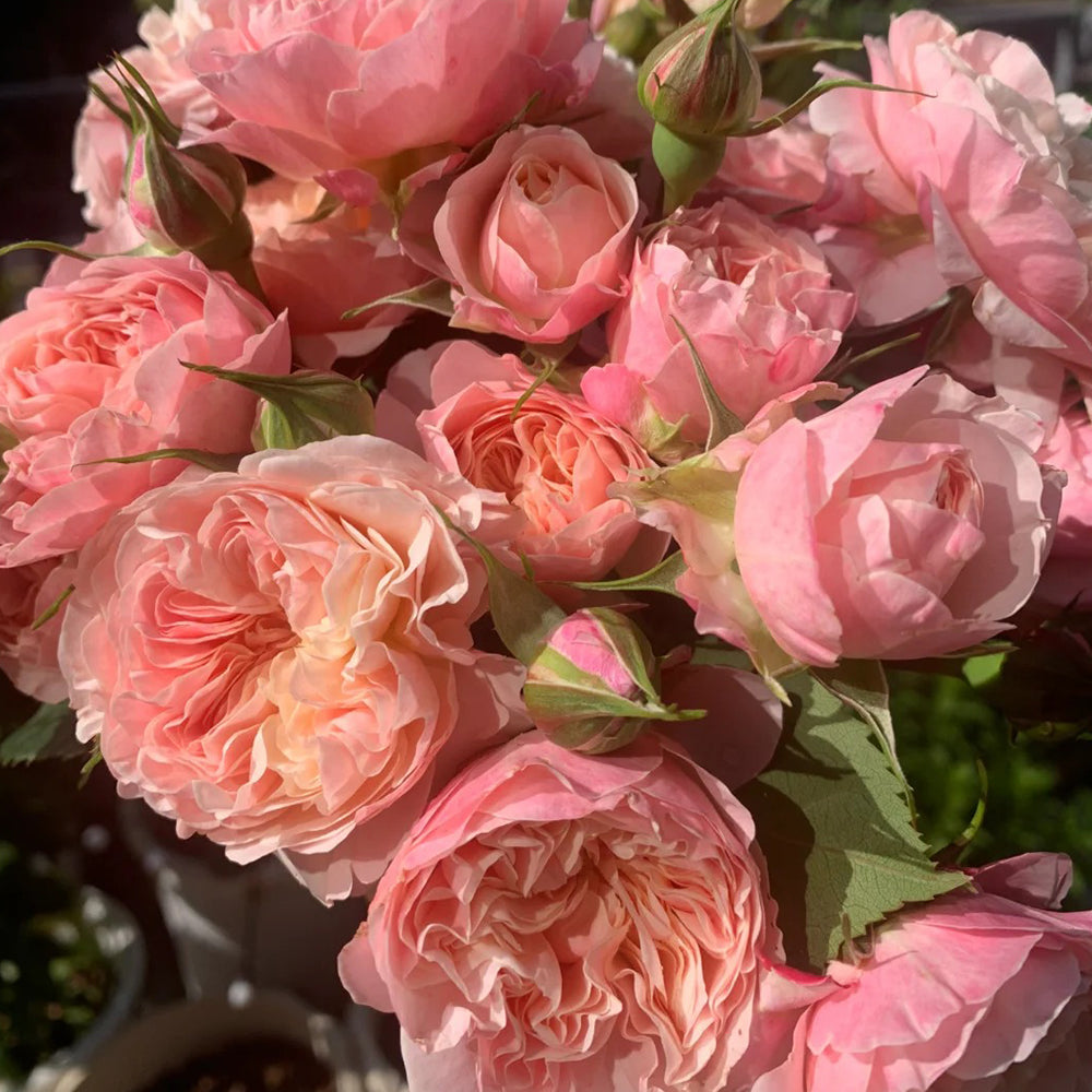 Victorian Classic Dutch Florist Shrub Rose
