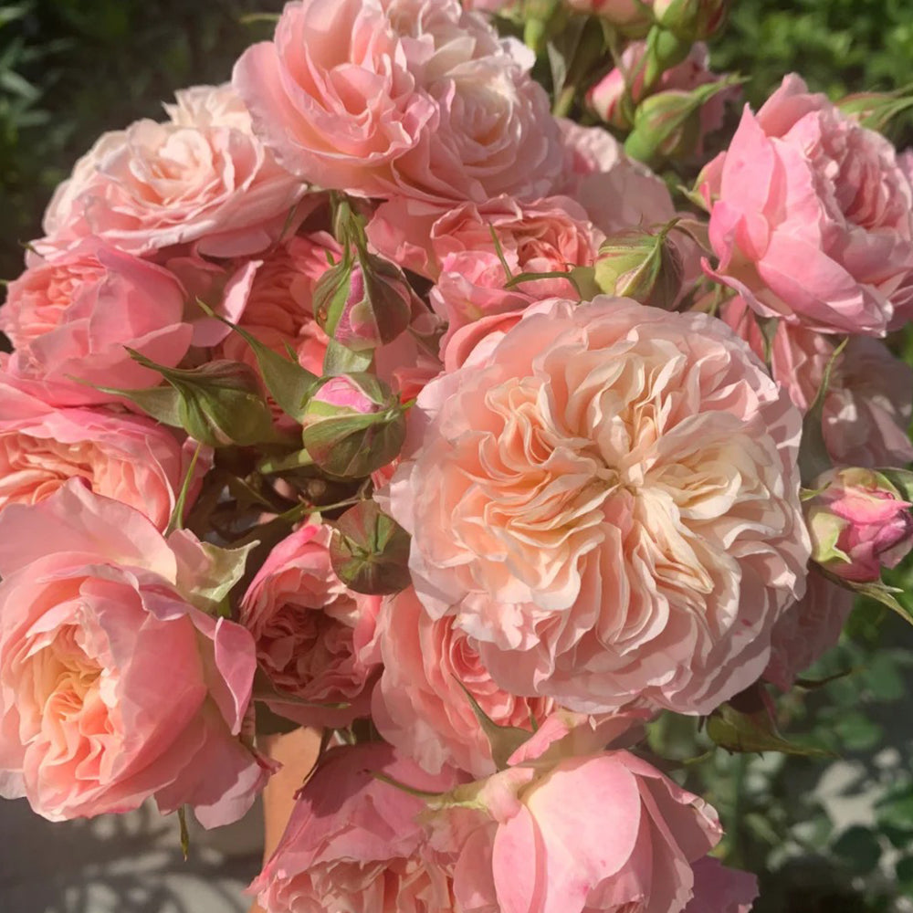 Victorian Classic Dutch Florist Shrub Rose