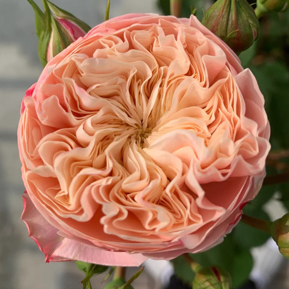 Victorian Classic Dutch Florist Shrub Rose